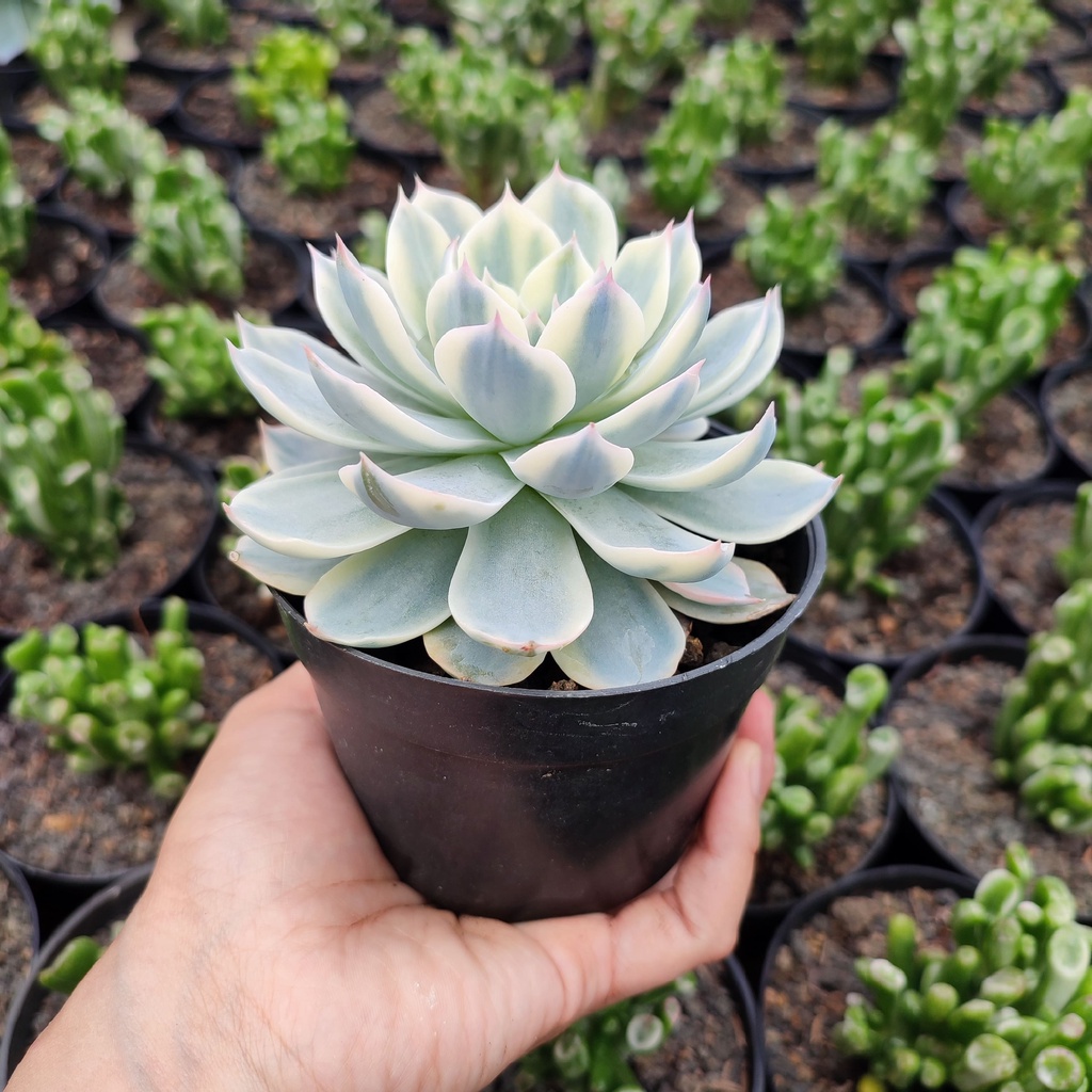 Echeveria Desmetiana Subsessilis Variegated | DP 10cm