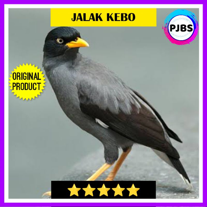 JALAK KEBO JANTAN PILIHAN