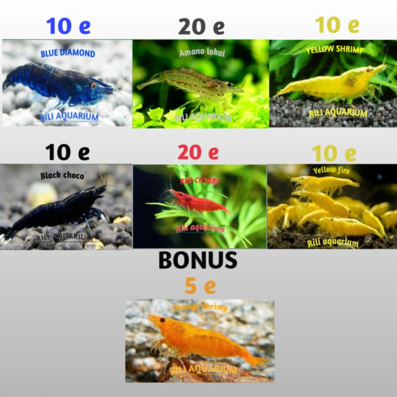 Paket udang hias murah hiasan aquarium aquascape