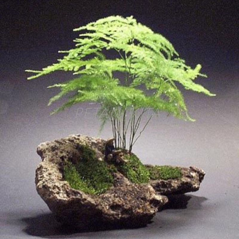 tanaman hias asparagus / pakis asparagus