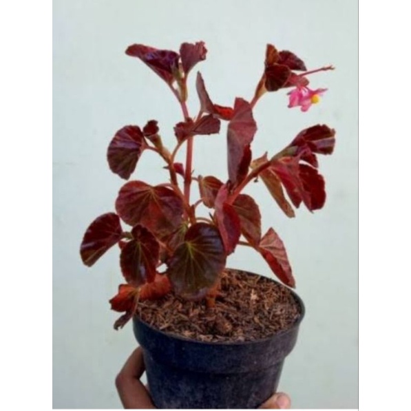 tanaman hias begonia merah / begonia red / begonio