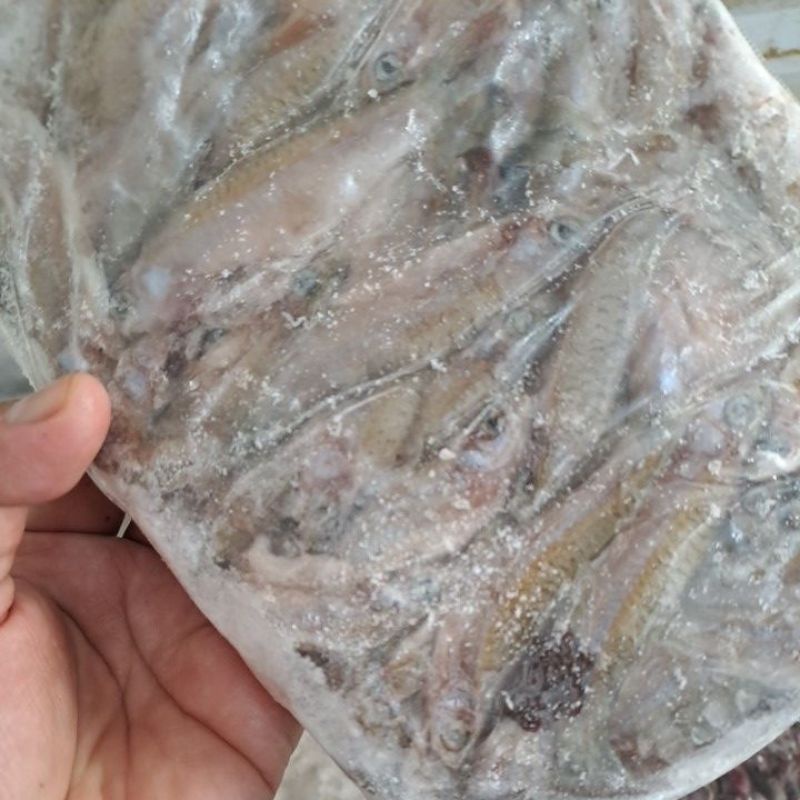 

IKAN SELUANG BEKU HANYA UNTUK DIAMBIL SENDIRI