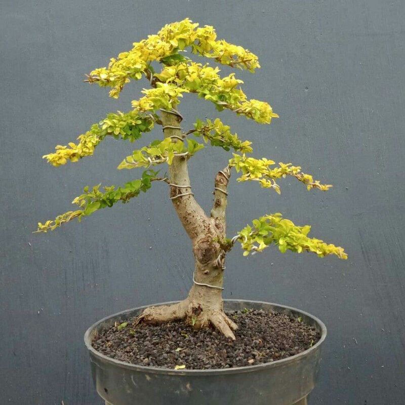 tanaman bonsai golden ligustrum/kututan kuning - TitipBibit