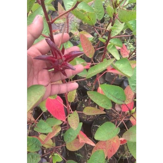 

TEH CELUP BUNGA ROSELLAH ISI 20 PCS