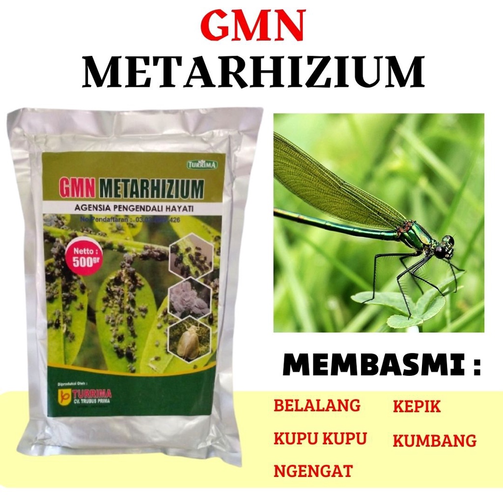 Pembasmi Hama Kutu Sisik Pada Jeruk, Pupuk Jeruk Hayati, Metarhizium Obat Pengendali Hama Tanaman