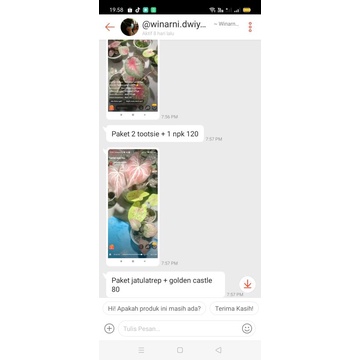 tanaman bunga caladium tootsie,npk,jatulatrep,golden castel