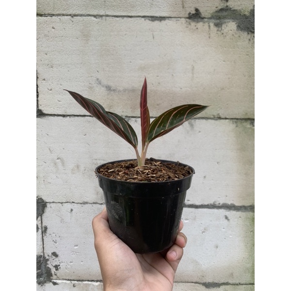 Baby Aglonema Red Sumatra