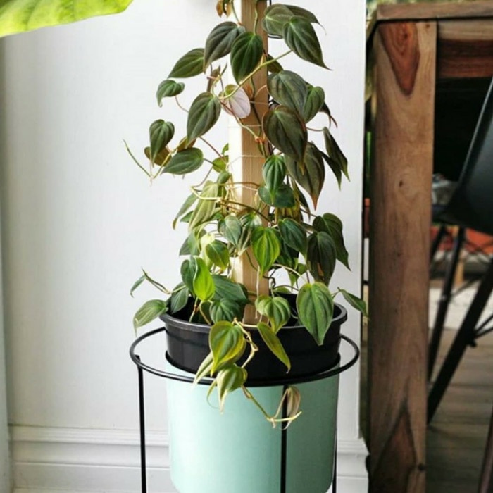tanaman hias mican - philodendron scandes micans - mican