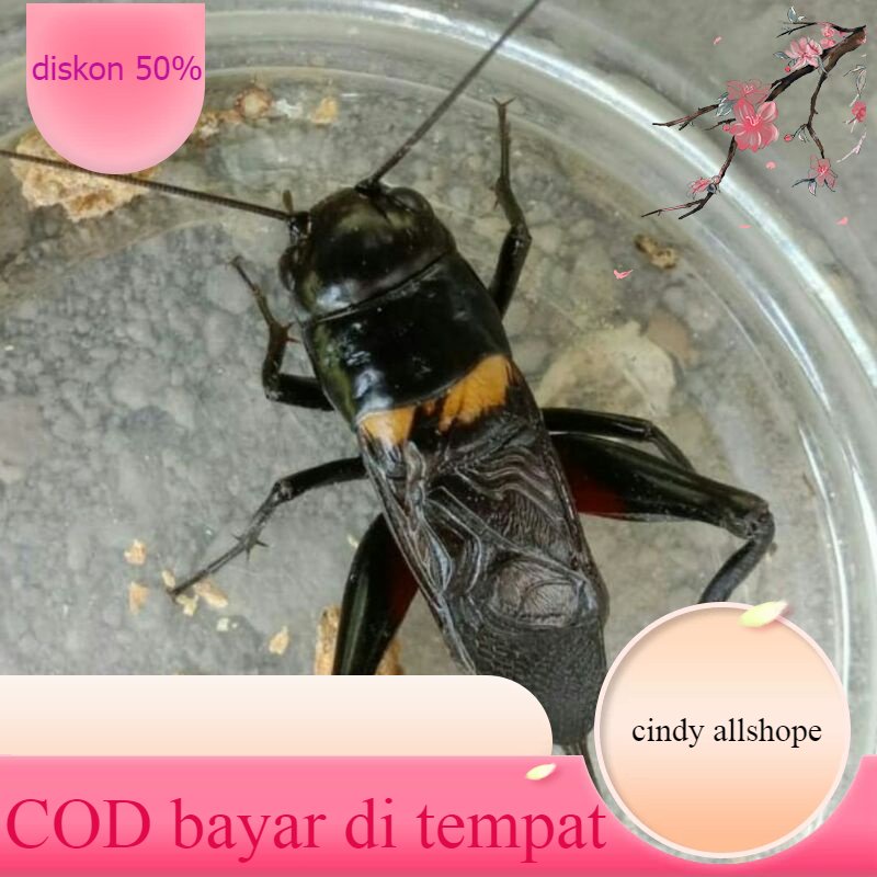 Jangkrik jaliteng jangkrik aduan super.