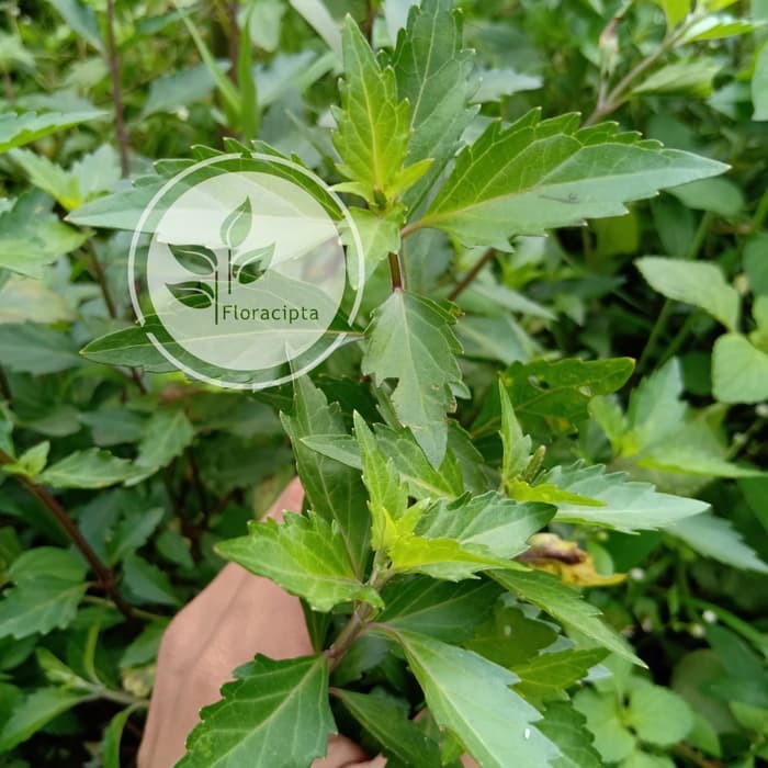 

Daun Kumis Kucing Segar 250gram Petik Langsung