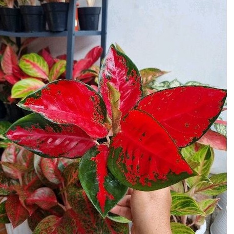 Aglonema Suksom Batik