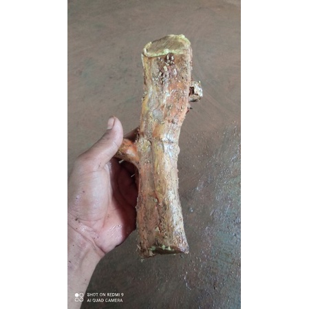 bahan bonsai wahong gunung small