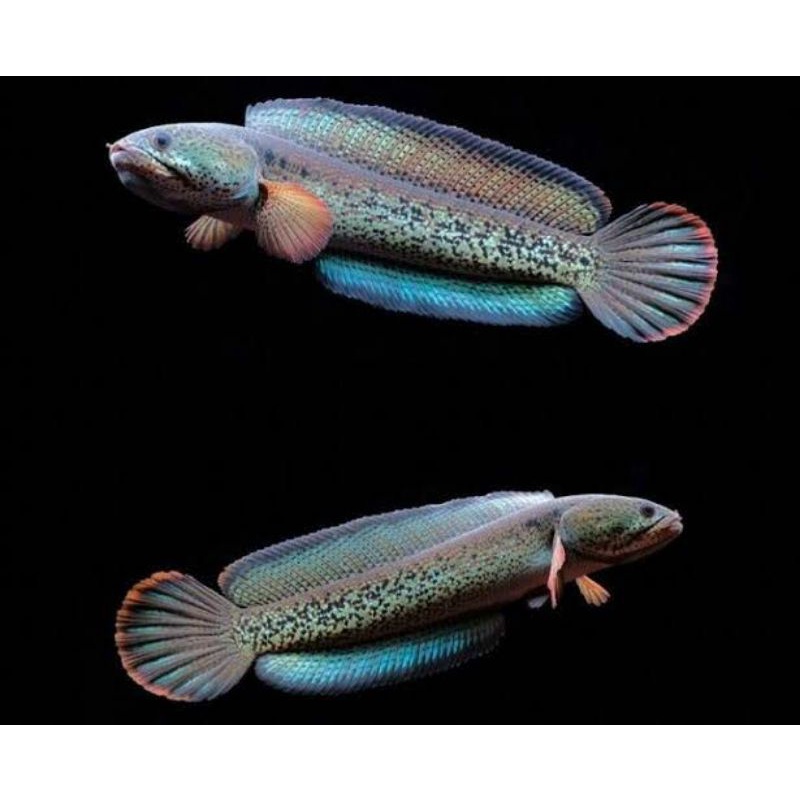 ikan chana barca uk 3-4cm