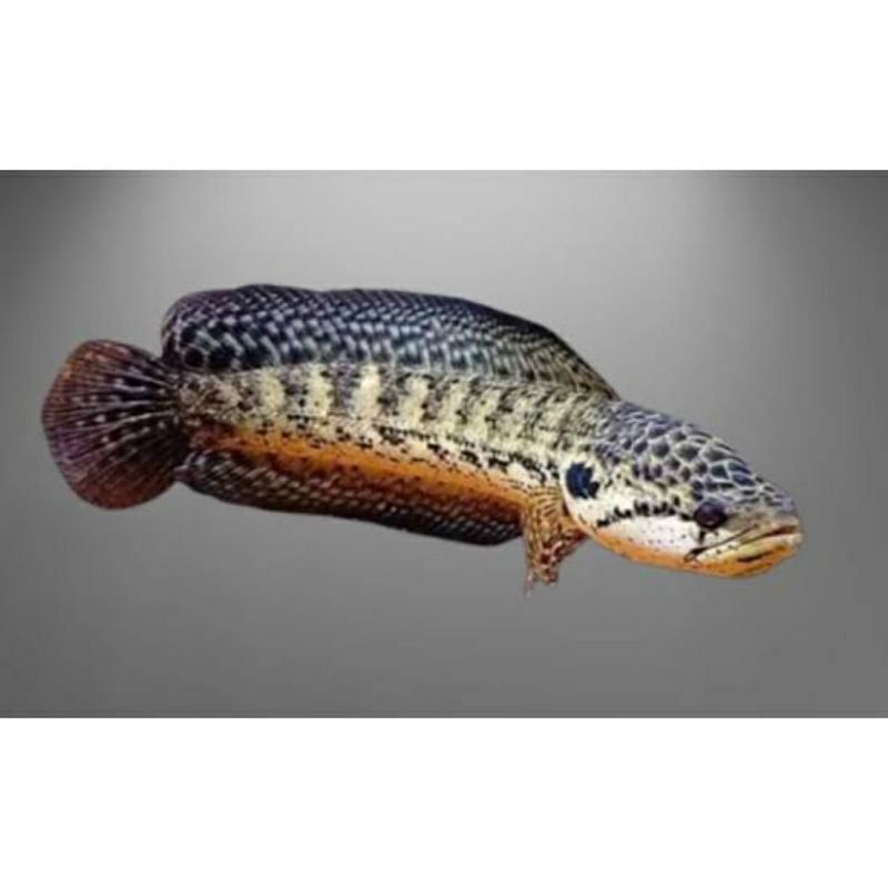 ikan chana argus uk 2-3cm