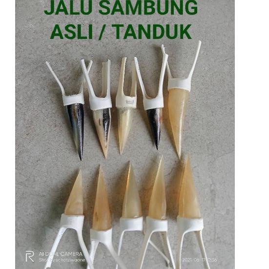 Jalu Sambung Ayam Aduan - Jalu Ayam Bangkok . .. . ..