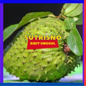 Bibit sirsak madu jumbo super manis