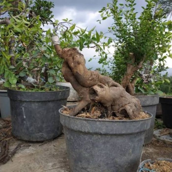 Sekop Bahan Bonsai/Okulasi Jalitri/Mentaos Besar Berkarakter Derwgi 7743Ge