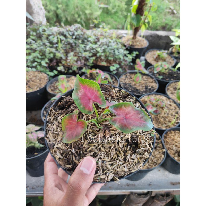 Tanaman Hias Keladi Pink Mini pohon hidup - TitipBibit