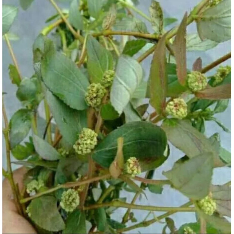 

250 gram daun petikan kebo