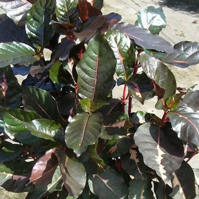 

[ promo ] Daun Ungu Daun Handeuleum Segar Per 1 Kg Murah Fresh produk