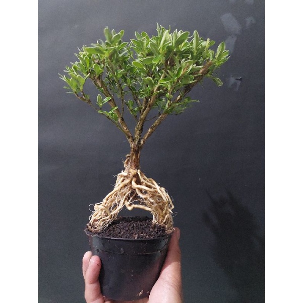 tanaman bonsai mirten avatar program akar (unik rare item siap tampil)  - TitipBibit