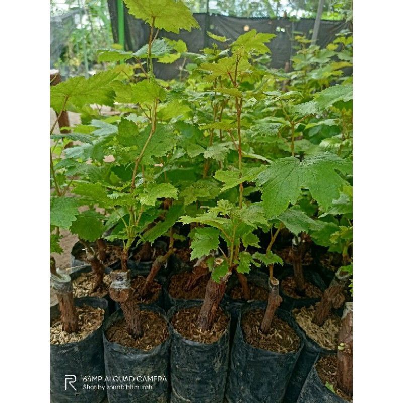 Bibit Anggur Import Moondrop Sweet Saphire Grafting - pohon anggur import