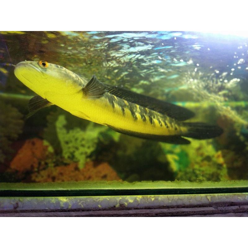 Chana maru jumbo 40km Up