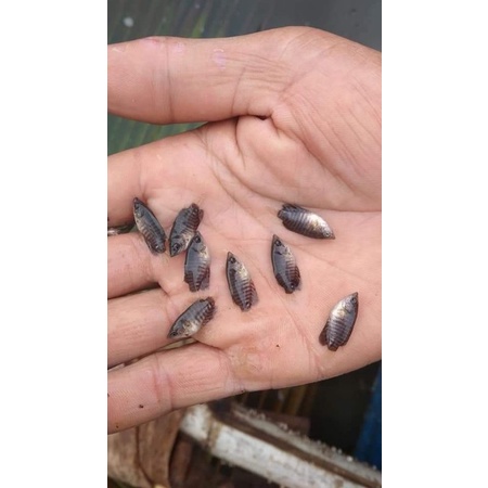 gurame nguaci soang paketan murah