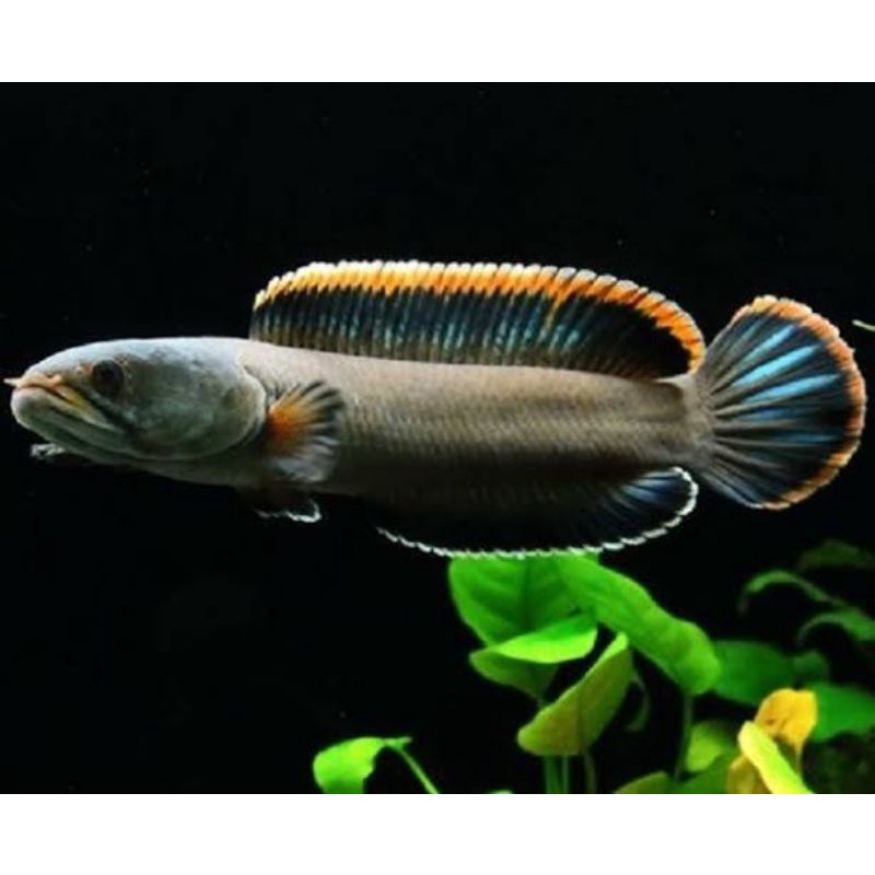 Limbata Lawu -+6cm Rim Tebal-Tebal