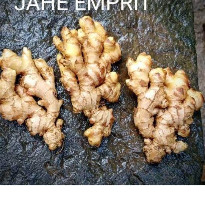 

♠ JAHE EMPRIT SEGAR SUDAH DICUCI BERSIH BERAT 1 KG ➭