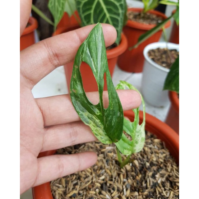 Monstera janbol varigata