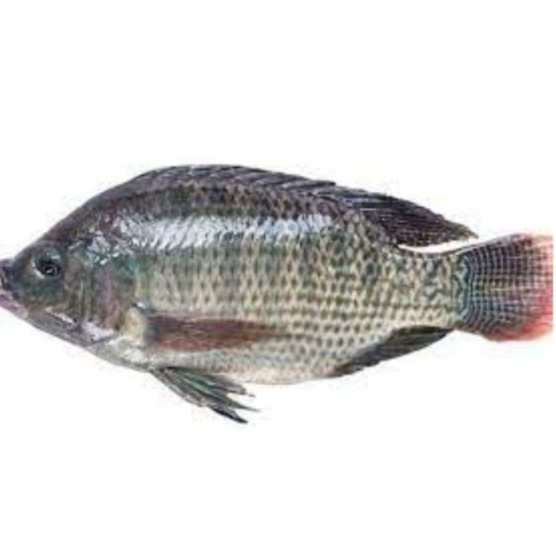 

Ikan Nila Toba Hidup