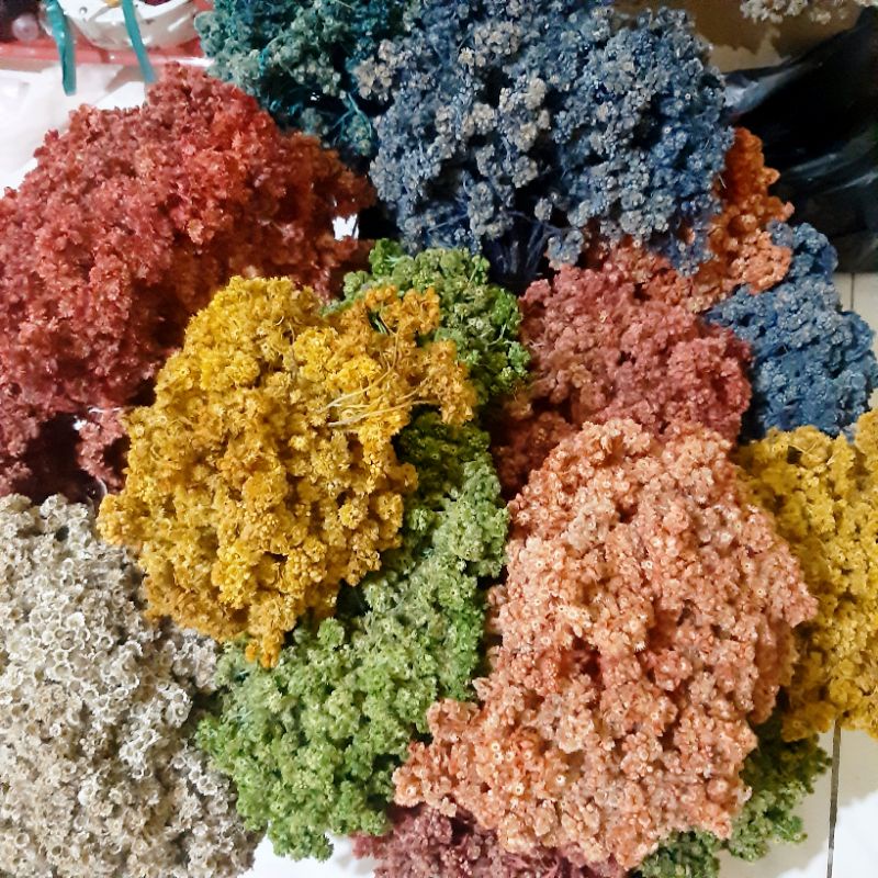 Edelweis Seri Warna/ Edelweis / bunga kering Edelweis