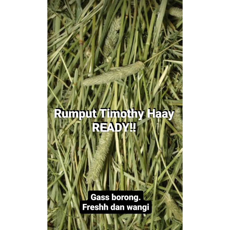 Rumput Timothy Hay KEMASAN 500gram