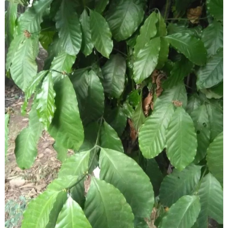 

daun kopi segar kemasan 1kg