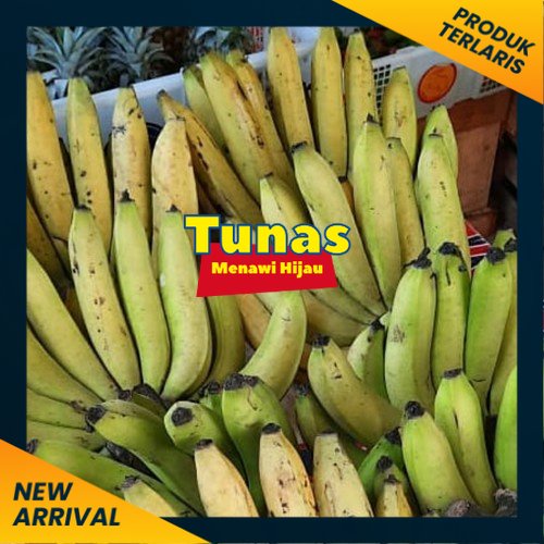 Bibit Pisang Ambon Kuning Super