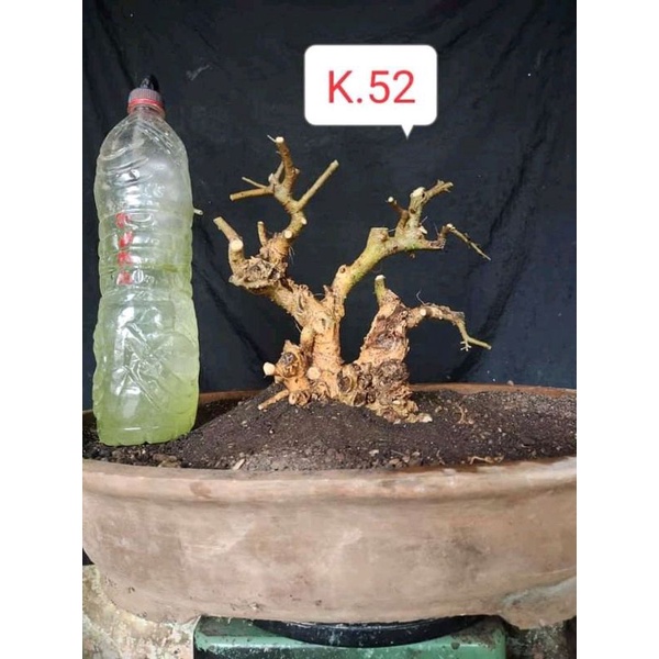 dongkelan bonsai serut gruping istimewa 12k