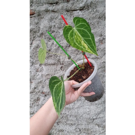 anthurium clarinervium varigata 100% original pucuk 3 daun menor