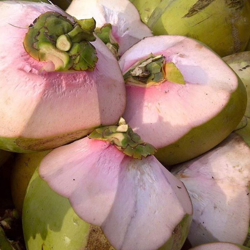 

Kelapa Ijo/Hijau Obat / Kelapa Cupat Merah