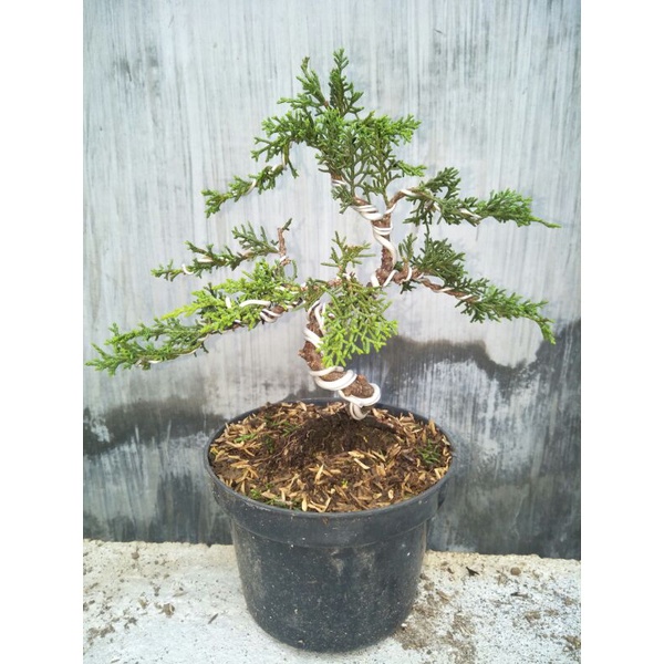 tanaman bonsai cemara sargenti siap pajang - TitipBibit