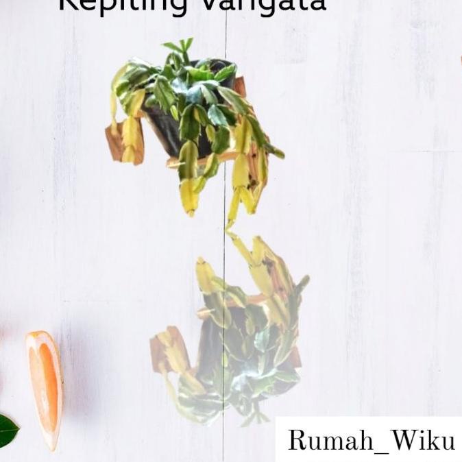 ❋ PROMO  Kusuma Kepiting Bunga  Kusuma Kepiting Varigata Tanaman Hias Hidup Murah Tanaman Gantung CO