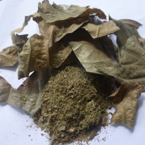 

TERBAIK JAMU HERBAL DAUN KEPEL KERING 500 GRAM