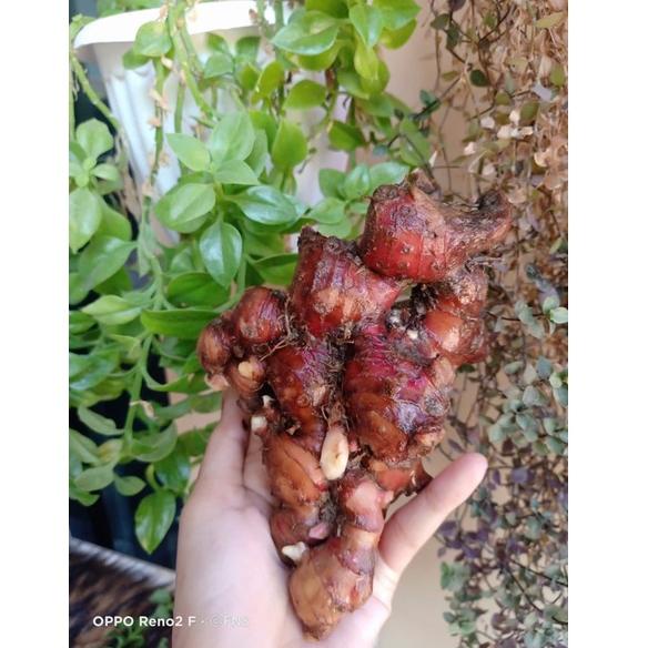 

X93 JAHE MERAH FRESH / JAHE MERAH LOKAL / JAHE MERAH KILOAN TERLARIS ョ