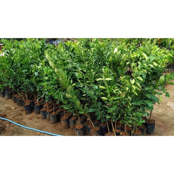 Bibit Jeruk Nipis Tanaman Buah Jeruk Nipis Hasil Okulasi Cepat Berbuah sukses