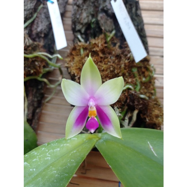 phalaenopsis bellina (anggrek bulan spesies kalimantan)