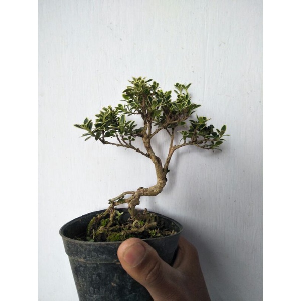 tanaman bonsai mini minimalis  - TitipBibit