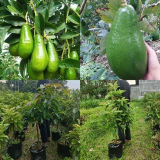 bibit alpukat Kelud // bibit alpukat subang