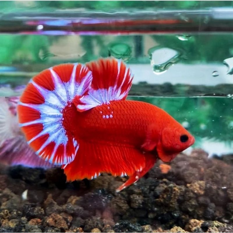 Cupang Hias Hellboy Bold Fullblok 1pair Size S+/M Usia 4 bulan