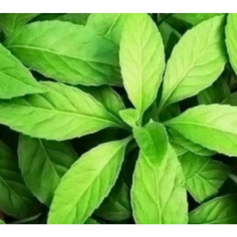 

Daun Sambung Nyawa Baru Petik