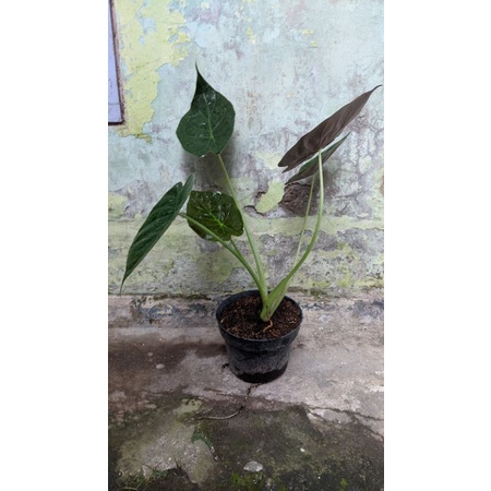 alocasia wentii - alokasia - Tanaman daun - TitipBibit